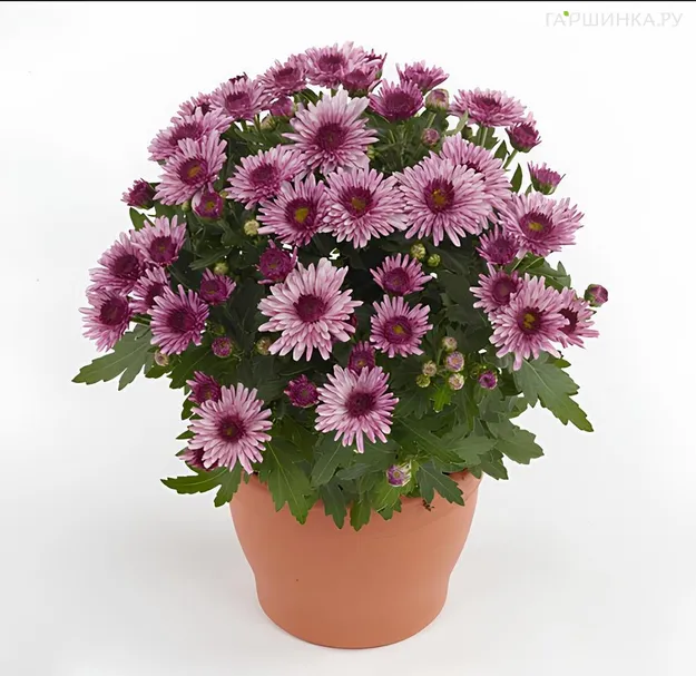 Хризантема мультифлора Подиум Пинк Биколор
