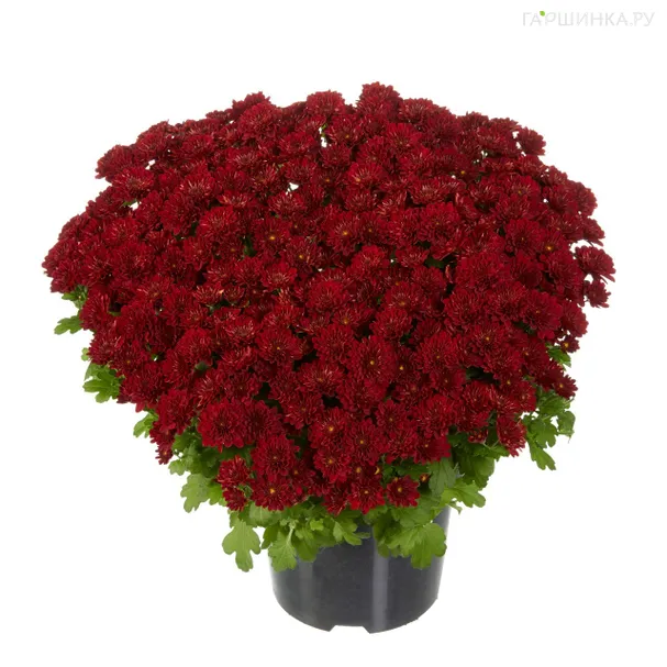 Хризантема мультифлора Пауэр Ред