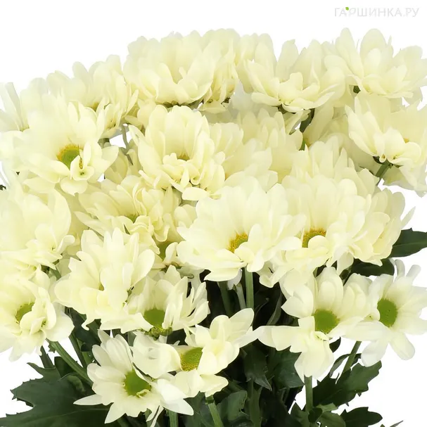 Хризантема Просекко тепл.