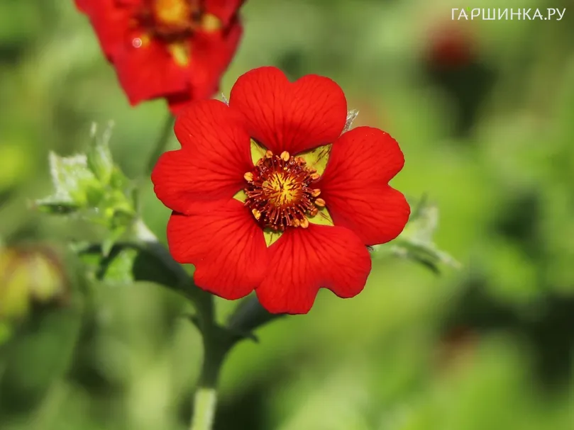 Лапчатка кроваво-красная