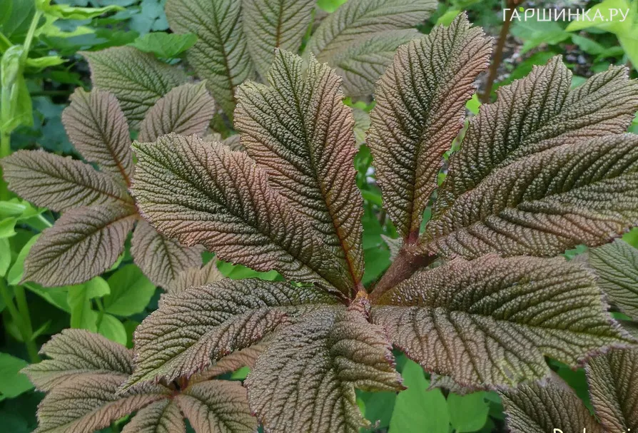 Роджерсия Геркулес перистая