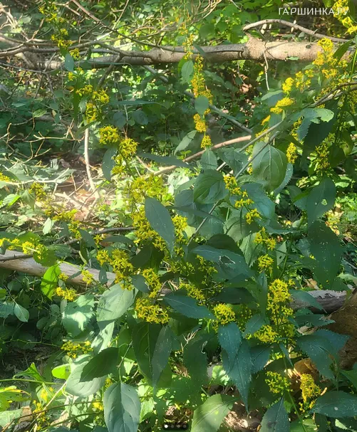 Золотарник (солидаго) Галлон извилистый