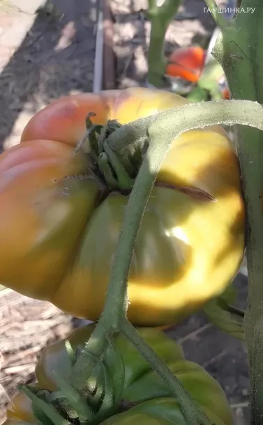 Томат Большой Куш 10 сем, Частная коллекция семян