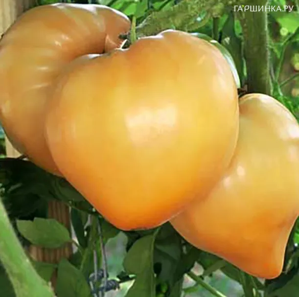 Томат Бычье Сердце Желтое 10 сем, Частная коллекция семян