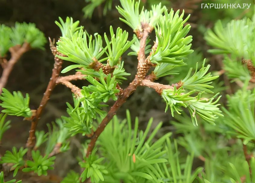 Лиственница Аретуза Бог американская на штамбе 90 см
