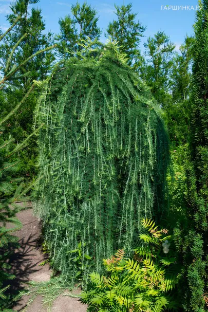 Лиственница Стиф Випер на штамбе 200 см