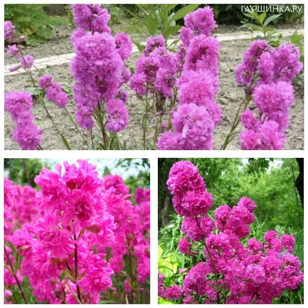 Смолка махровая малиновая