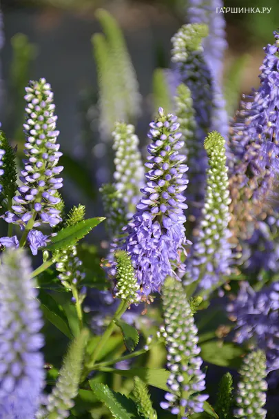 Вероника Блю Букет колосковая