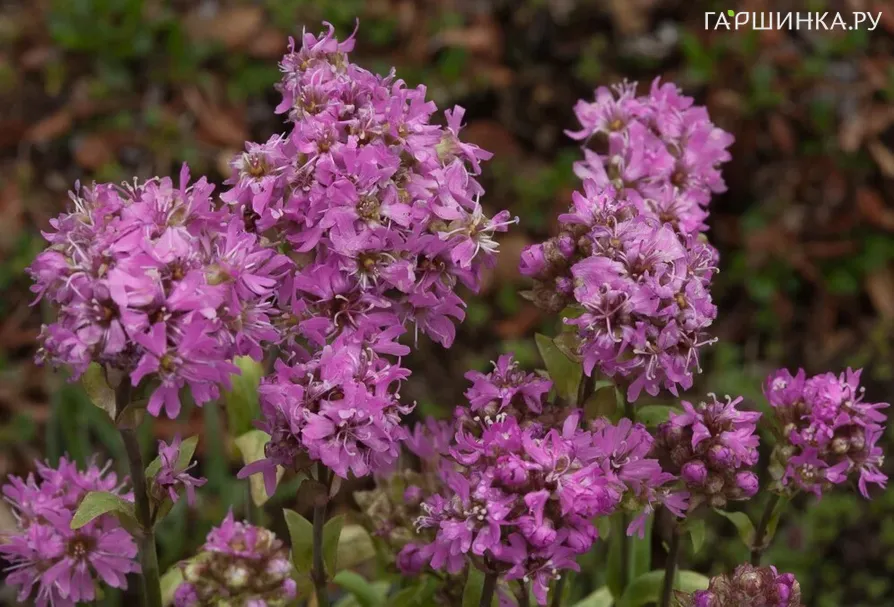 Лихнис Альпийский