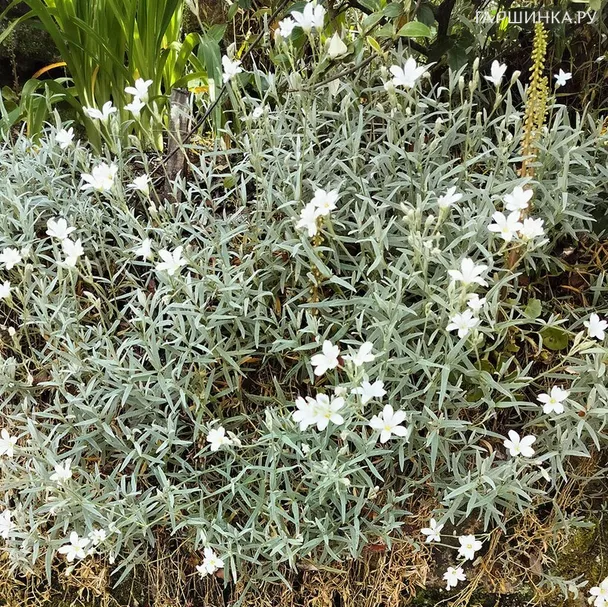 Ясколка войлочная