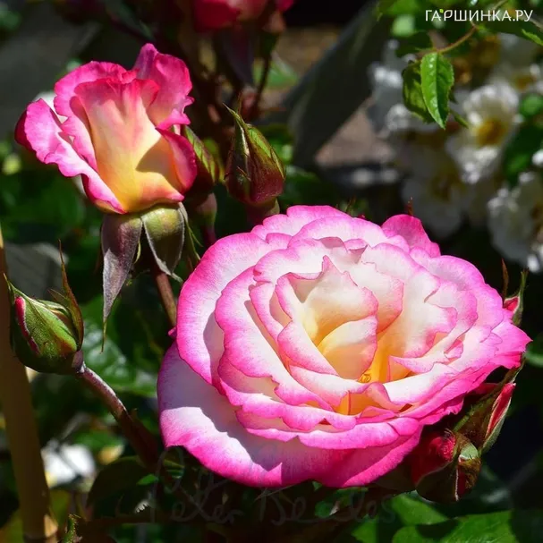 Роза Хендель плетистая