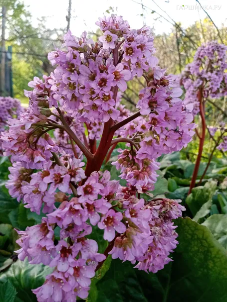 Бадан сердцелистный