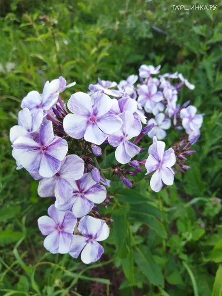 Флокс Новинка