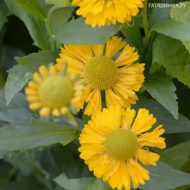 Гелениум Дабл Трабл
