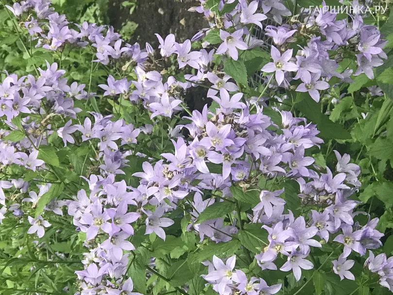 Колокольчик молочноцветковый Причардз Вэраети