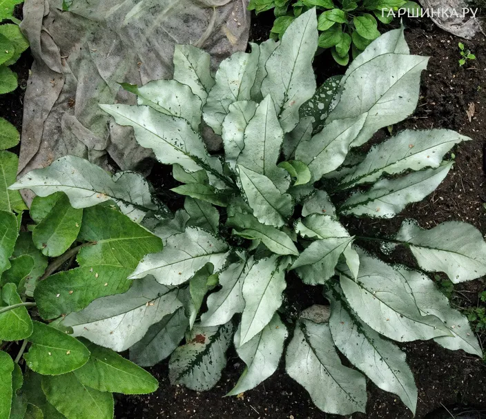 Медуница Маджести