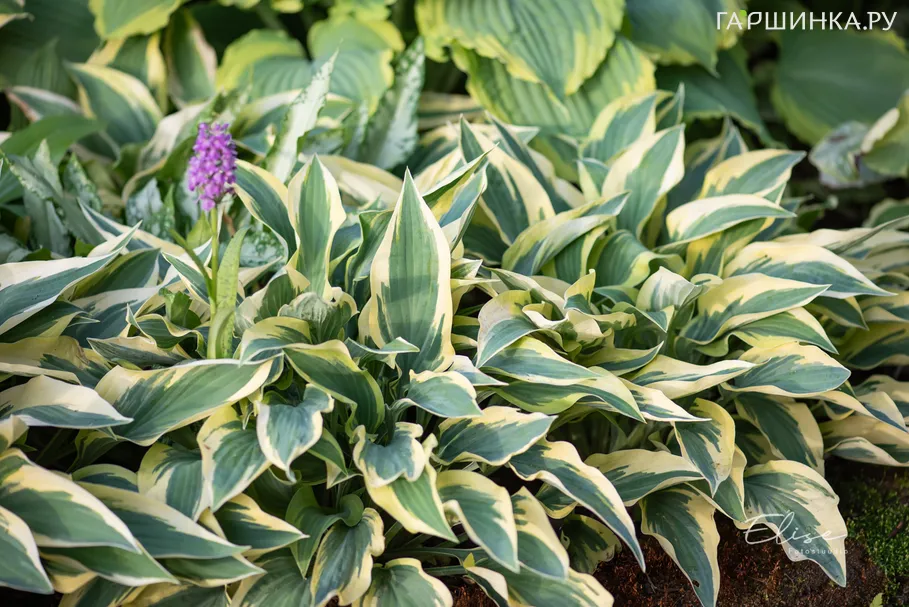 Хоста Волверайн (SM)