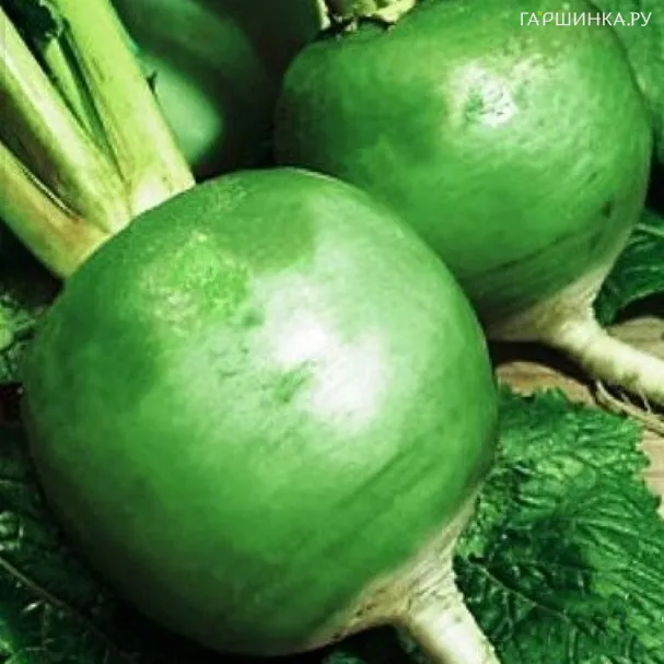 Редька Маргеланская 1гр