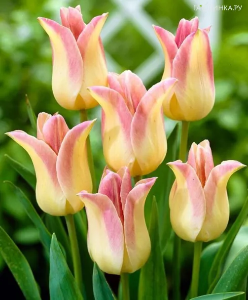 Тюльпан Элегант Леди лилиецветный 4 шт