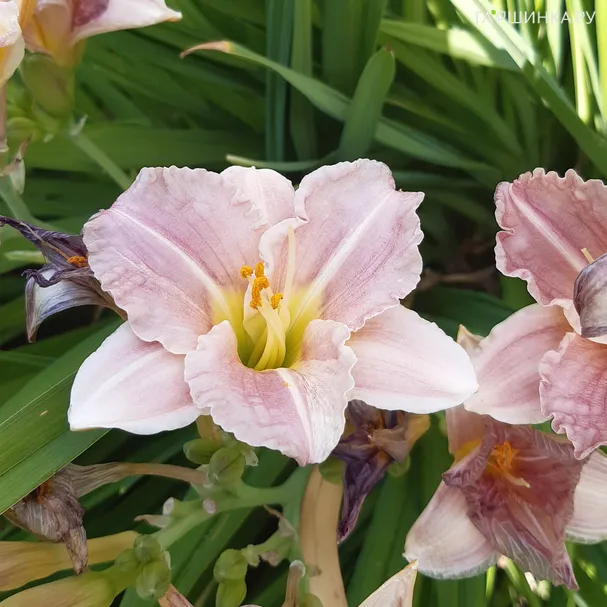 Лилейник Барбара Митчелл