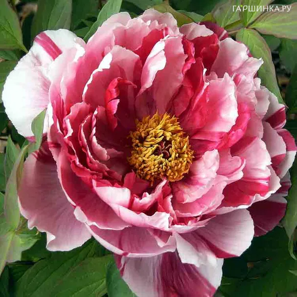 Пион Шима Нишики древовидный