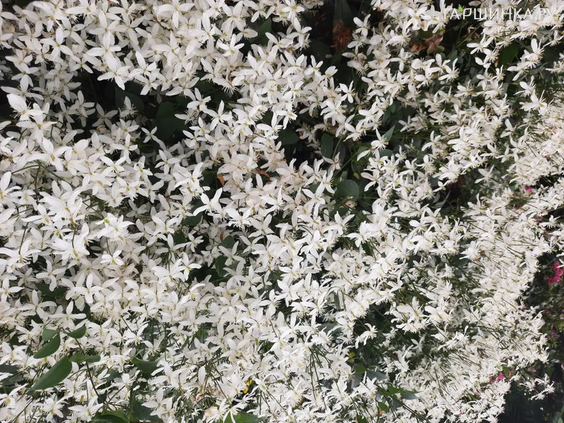 Клематис Манчжурский (3)