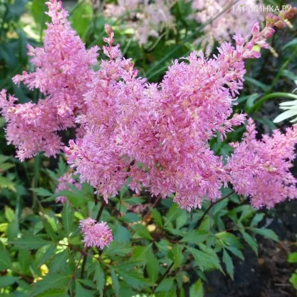 Астильба Арендса Дарвинс Дрим