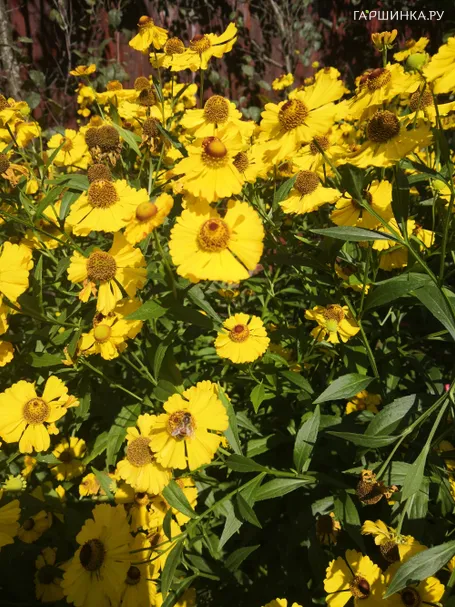 Гелениум Канария