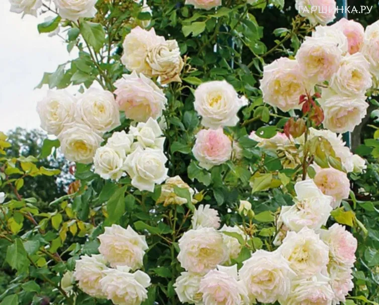 Роза Аляска плетистая, Кордес (лиц)