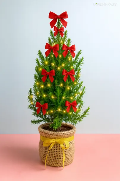 Можжевельник китайский Стрикта