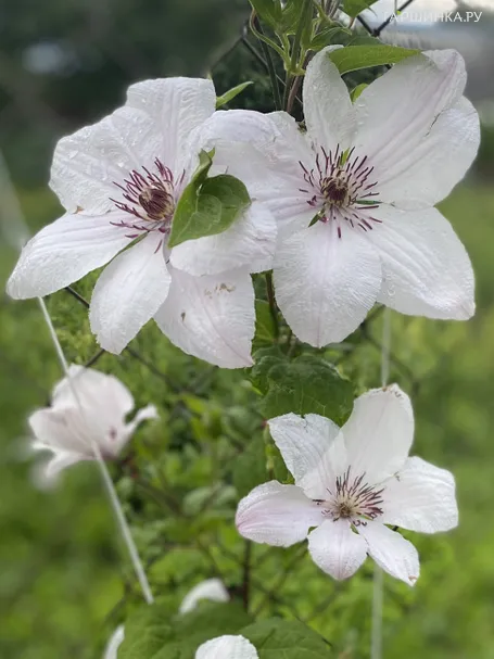 Клематис Сноу Квин (Снежная королева) крупноцветковый (2)