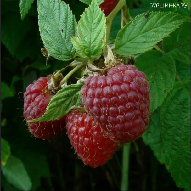 Малина Бабье лето ремонтантная