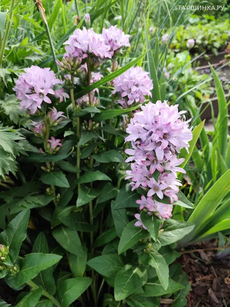 Колокольчик скученный Каролина