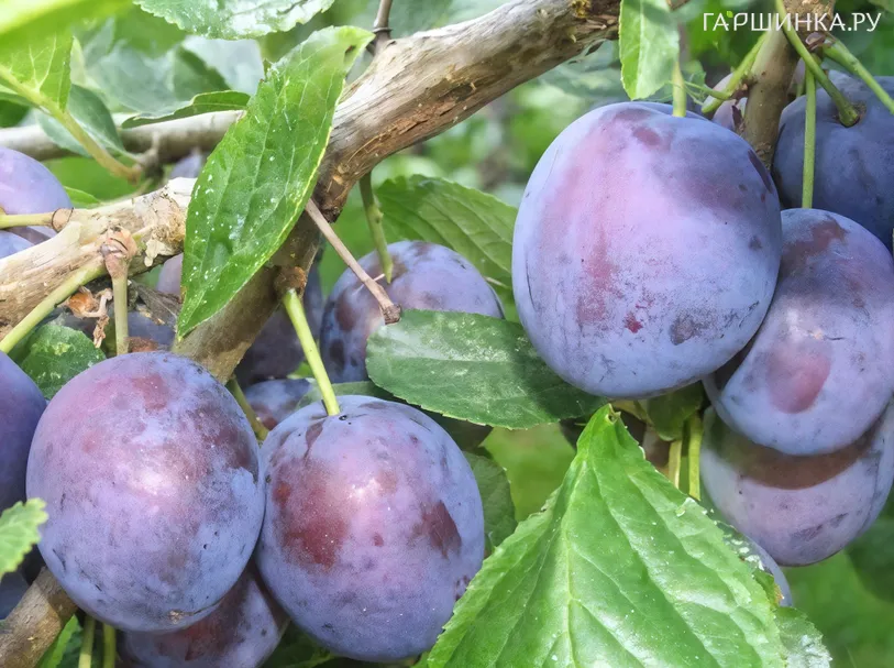 Слива Евразия