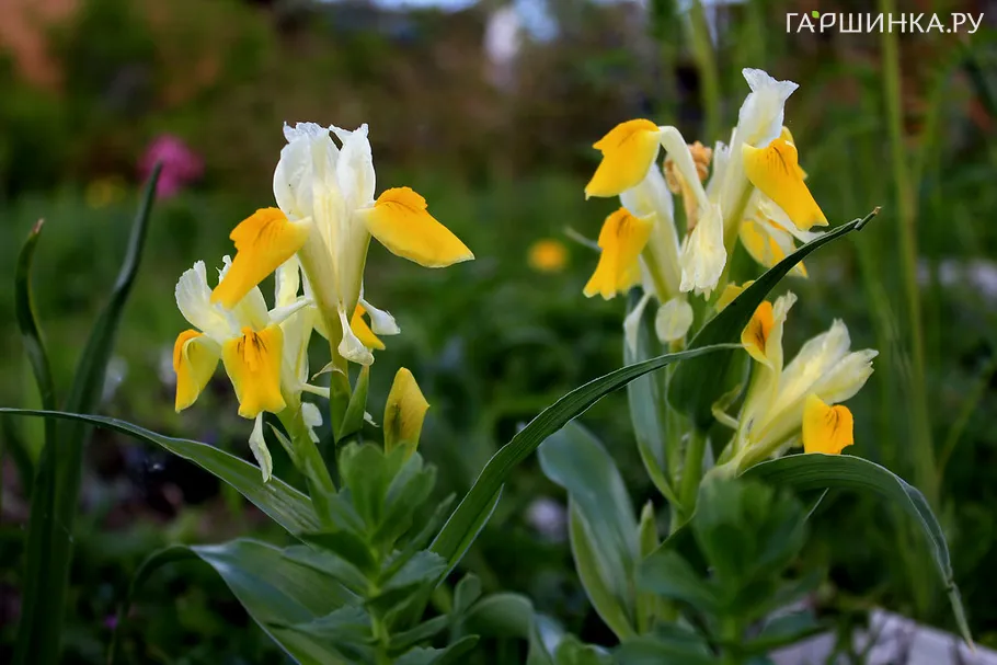 Ирис бухарский Бухарика