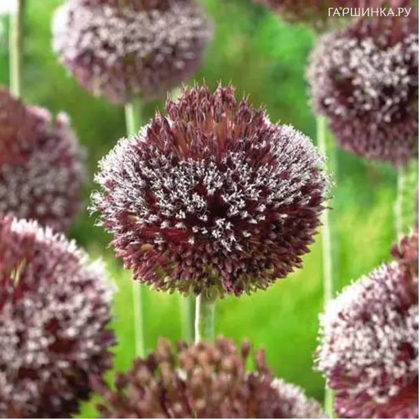 Лук декоративный Форлок 1 шт