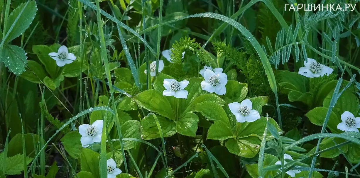 Дерен канадский