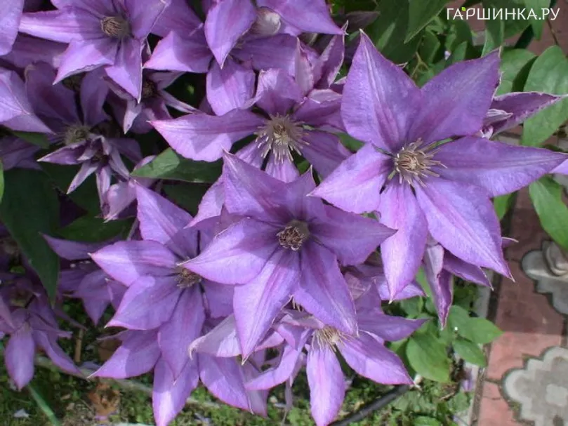 Клематис Дороти Валтон мелкоцветковый (3)