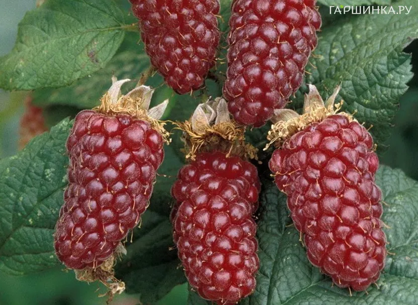 Ежемалина Логанберри