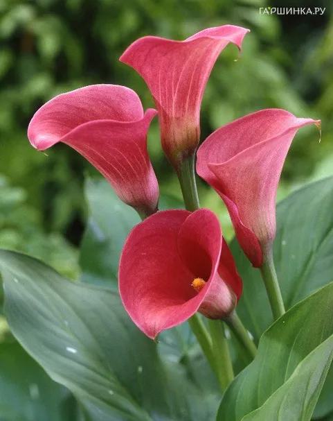 Калла Капитан Романс