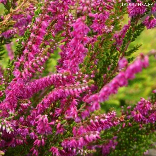 Вереск Perestrojka