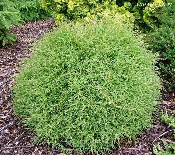 Туя шаровидная Мистер Боулинг Болл