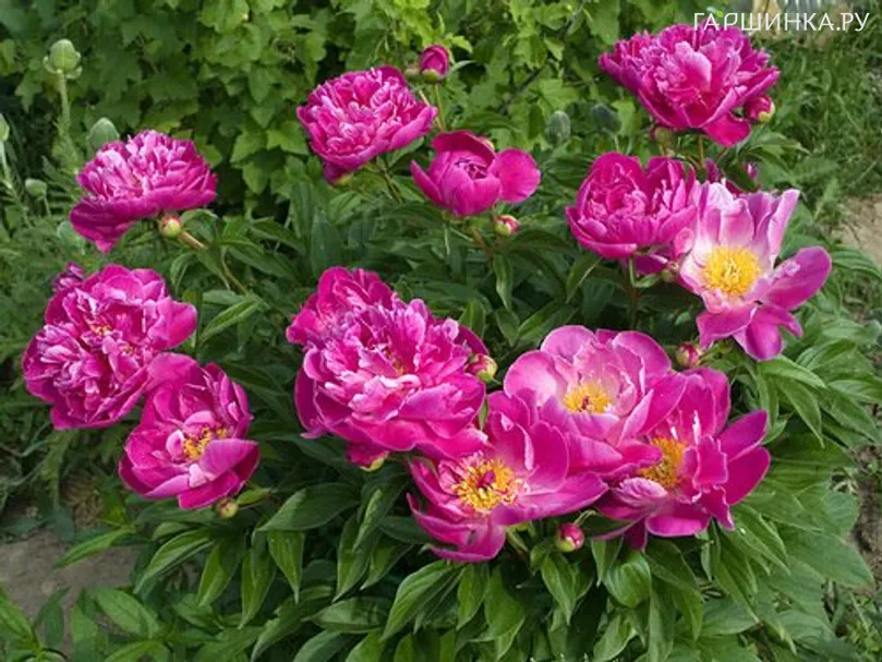 Пион Август Дессерт