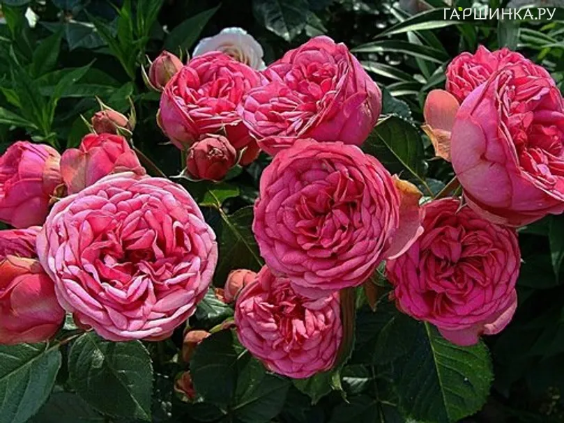 Роза Пинк Пиано чайно-гибридная, Тантау (лиц)