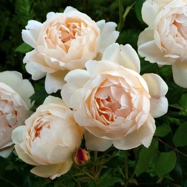 Роза Воллертон Олд Холл, Д.Остин  кустарниковая (лиц)