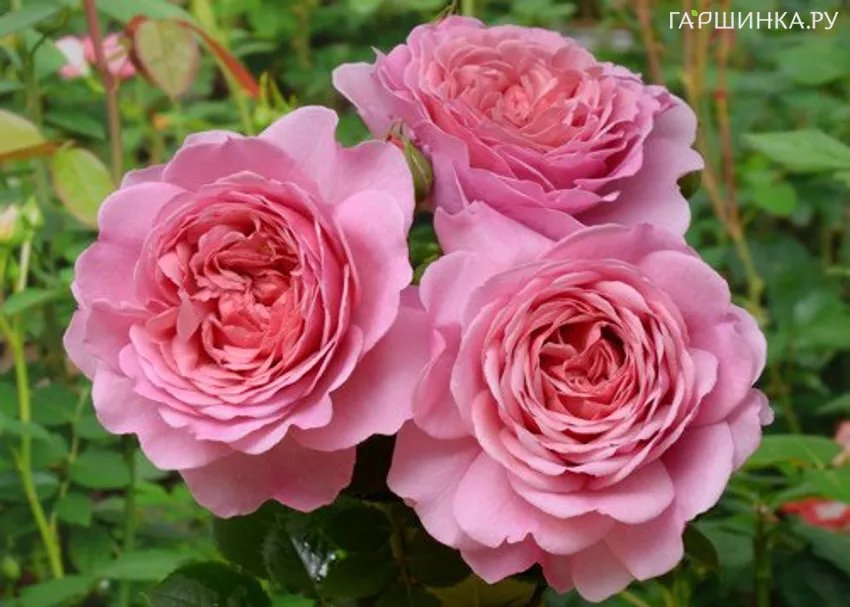 Роза Принцесс Александра оф Кент, Д.Остин кустарниковая (лиц)