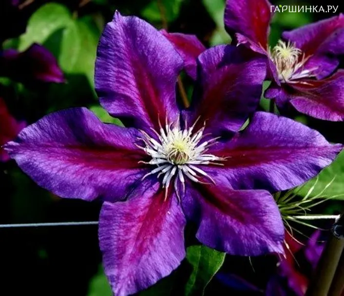 Клематис крупноцветковый Юлька (Julka) (2)