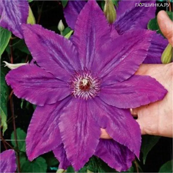 Клематис Каспер крупноцветковый (2)