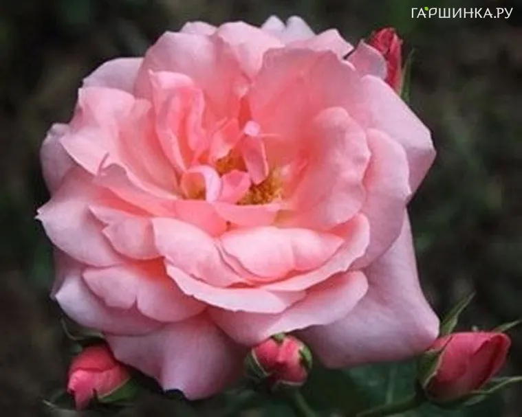 Роза Джизелла флорибунда, Топалович (лиц)