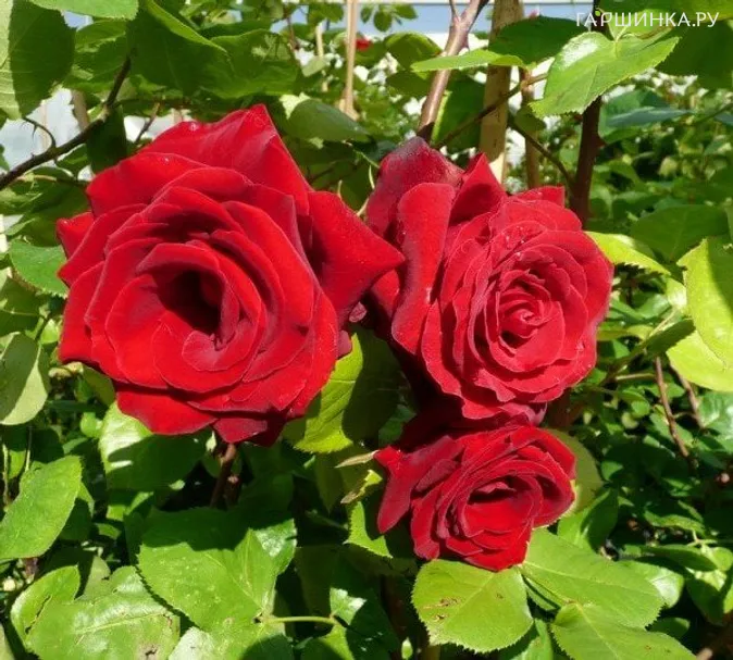 Роза Грандесса плетистая, Топалович (лиц)